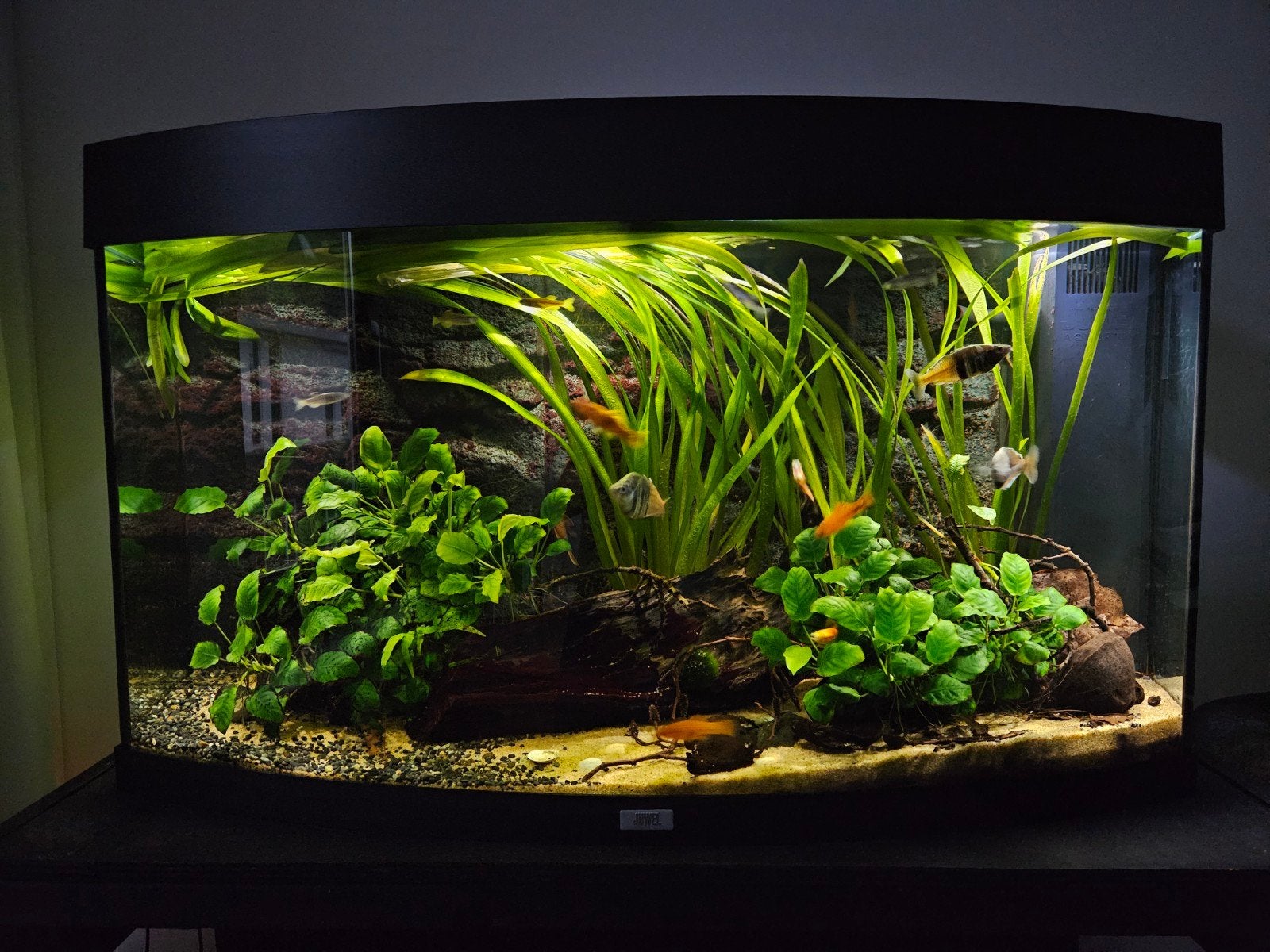 Aquarium Juwel Vision 180, Dieren en Toebehoren, Ophalen, Gebruikt, Inclusief vissen, Gevuld zoetwateraquarium