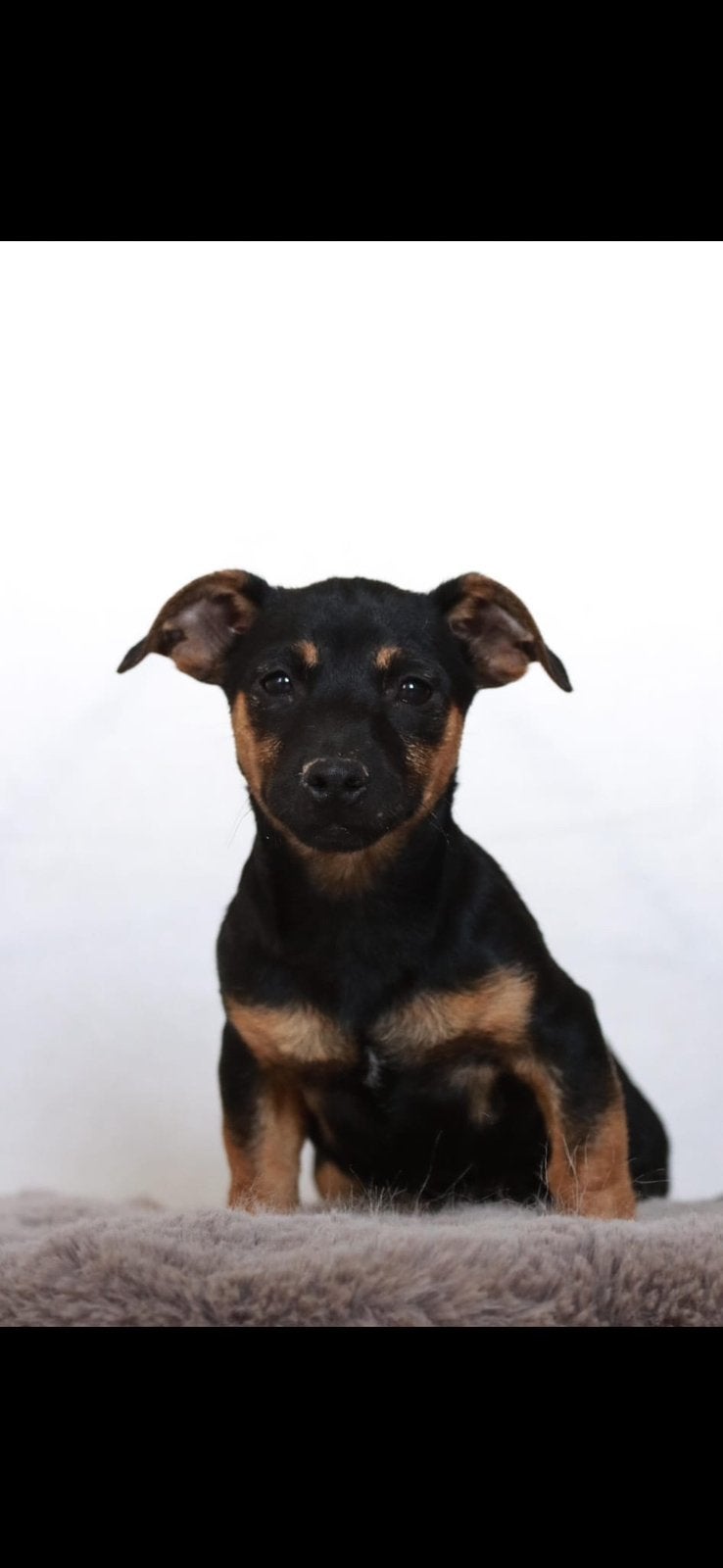 mooie jack russell pups, Dieren en Toebehoren, Honden | Jack Russells en Terriërs, Jack Russell Terriër, 8 tot 15 weken, Parvo