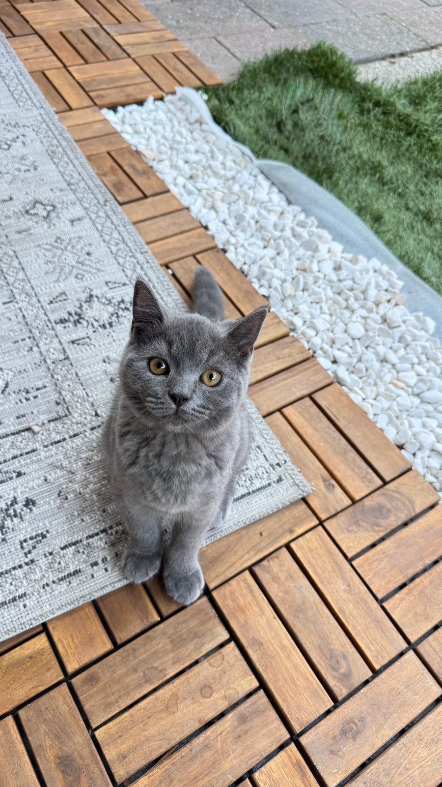 3 Britse Korthaar (British Shorthair) kittens te koop, Meerdere dieren