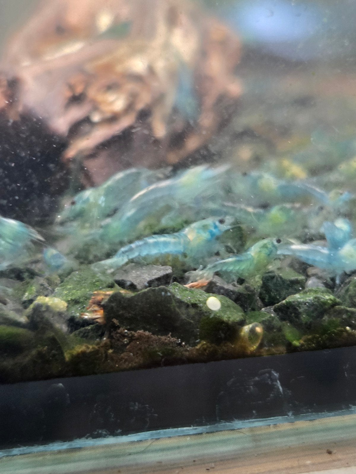 Neocaridina Blue Jelly Garnalen, Dieren en Toebehoren, Kreeft, Krab of Garnaal, Zoetwatervis, Schoolvis