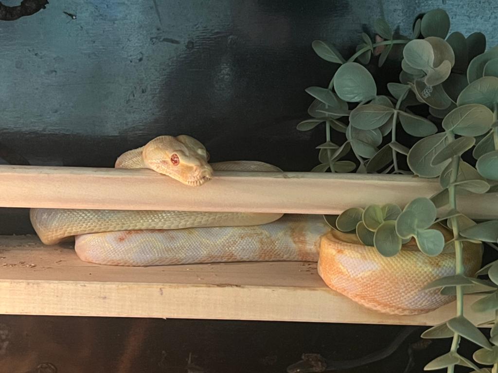 1.0 albino (Kahl) Boa Contrictor Imperator Boa Constrictor - male for sale from Ellen