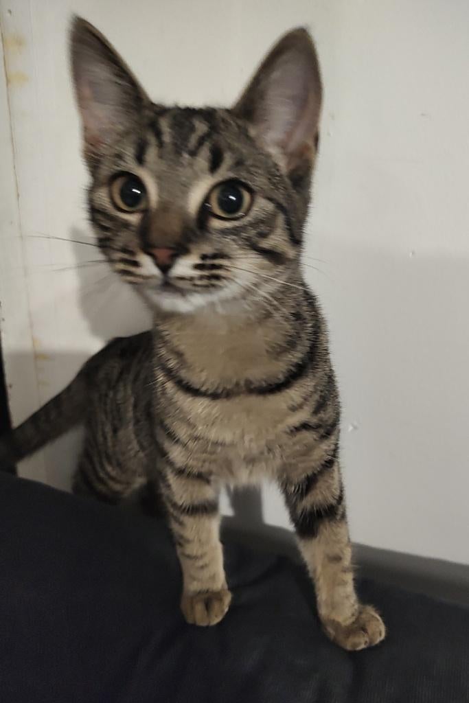 poesjes, Poes, Ontwormd, 0 tot 2 jaar