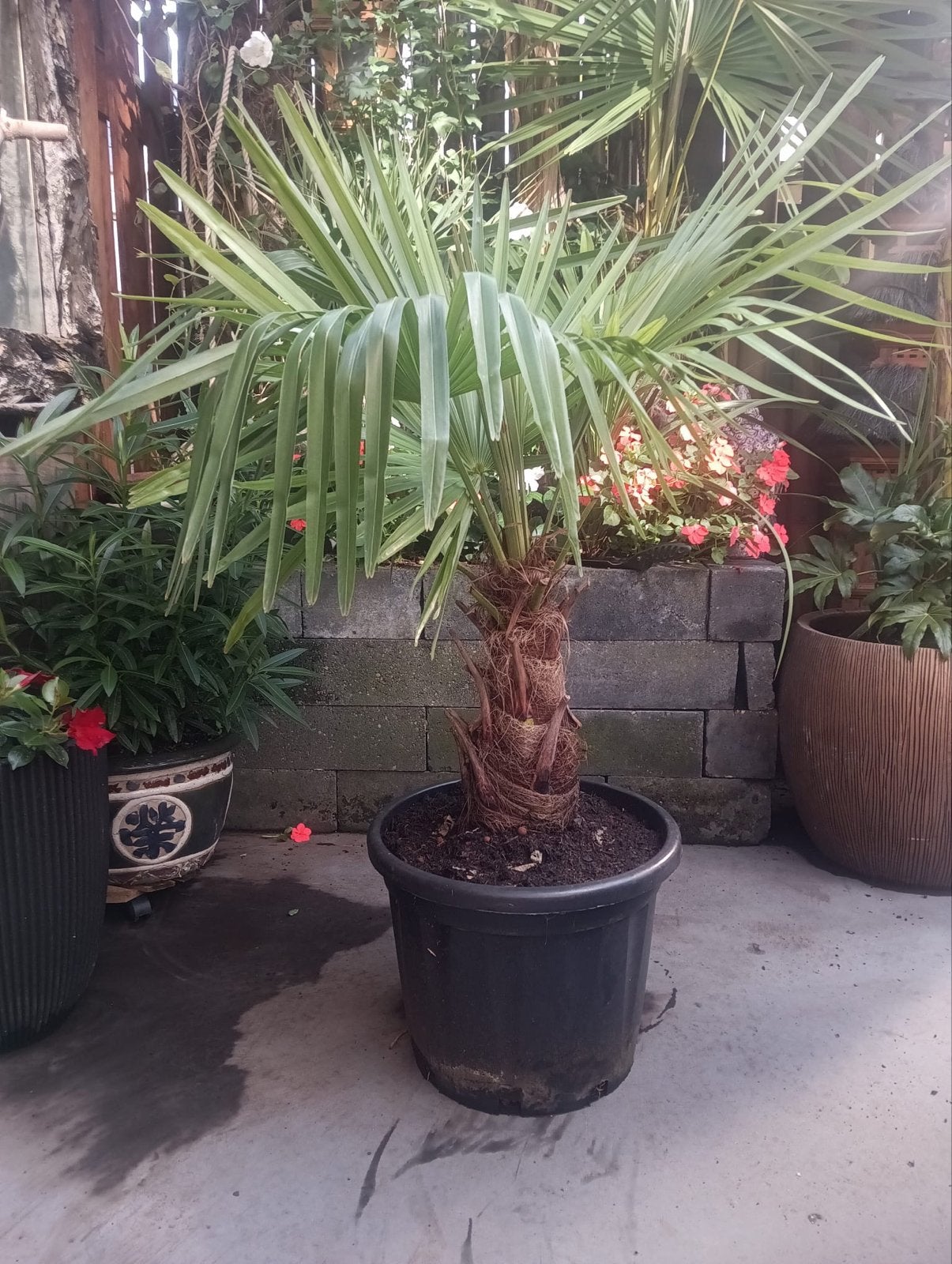 Trachycarpus palmboom - 90 cm hoog, Overige soorten, Volle zon, Vaste plant, Ophalen of Verzenden