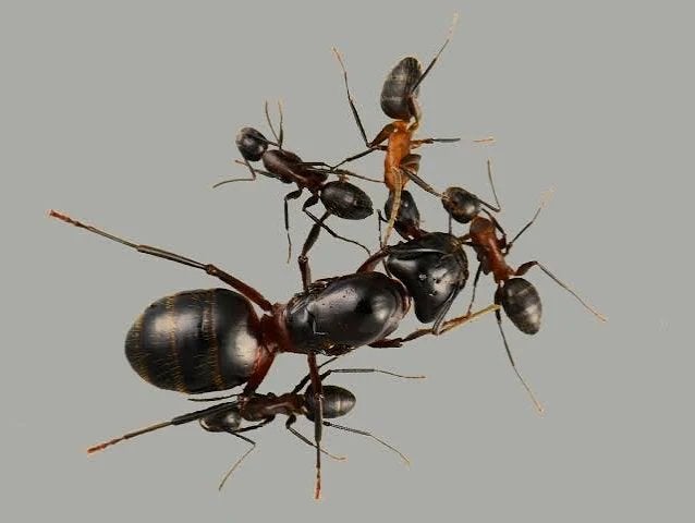 Camponotus ligniperda queen+ brood, Dieren en Toebehoren, Mieren