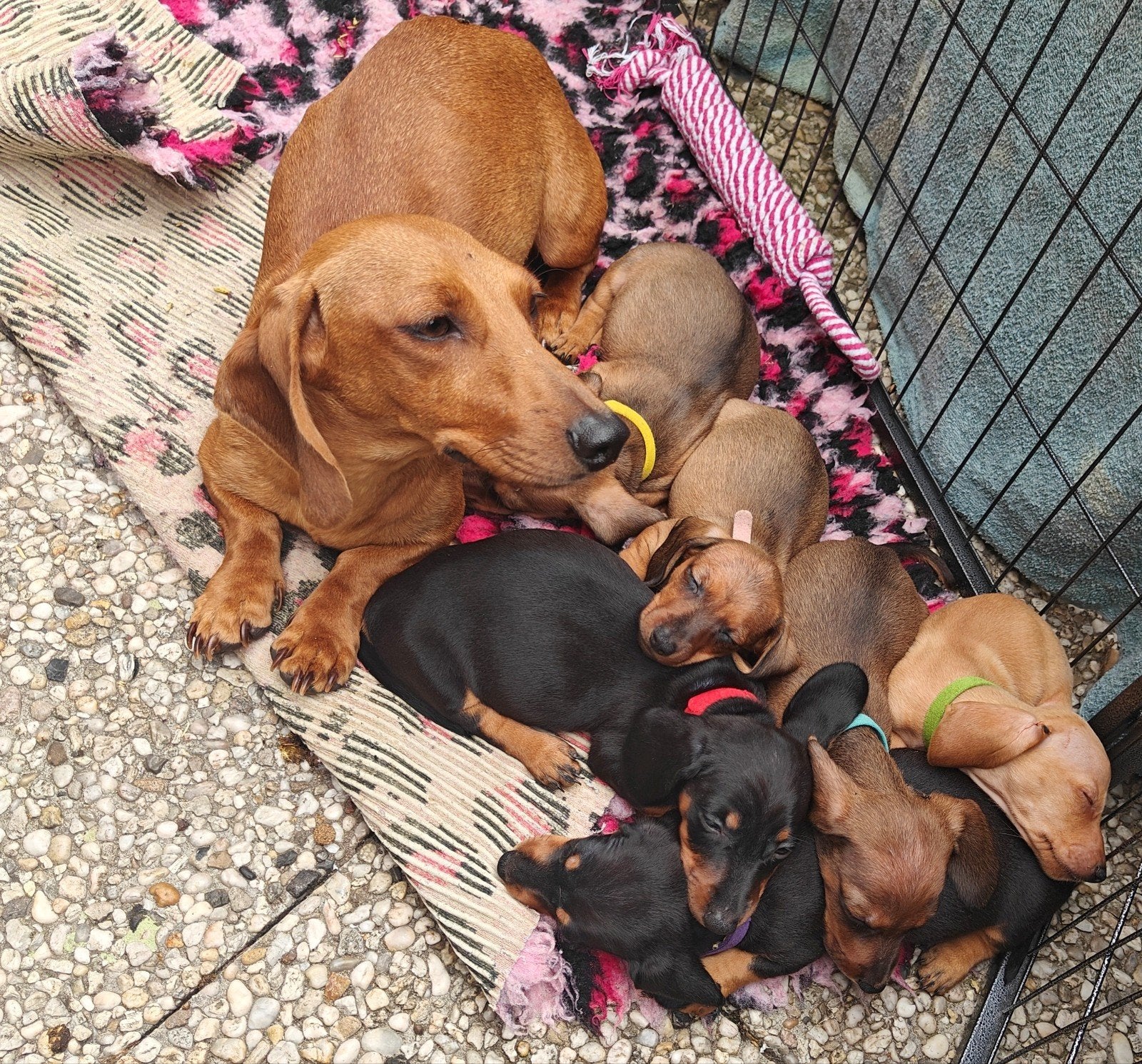 dwerg teckel pups. beide ouders aanwezig., 8 tot 15 weken, Korthaar, Dwerg, Parvo