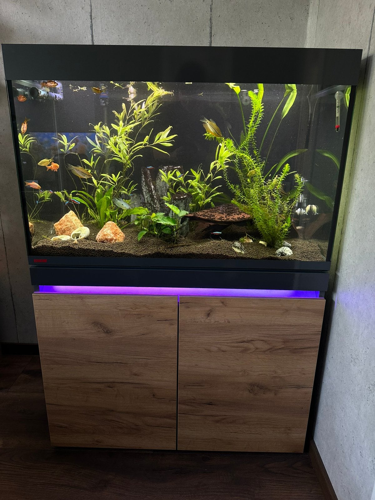 Complete aquarium hobby - Eheim Incpiria 330, Ophalen, Gebruikt, Gevuld zoetwateraquarium, Inclusief vissen