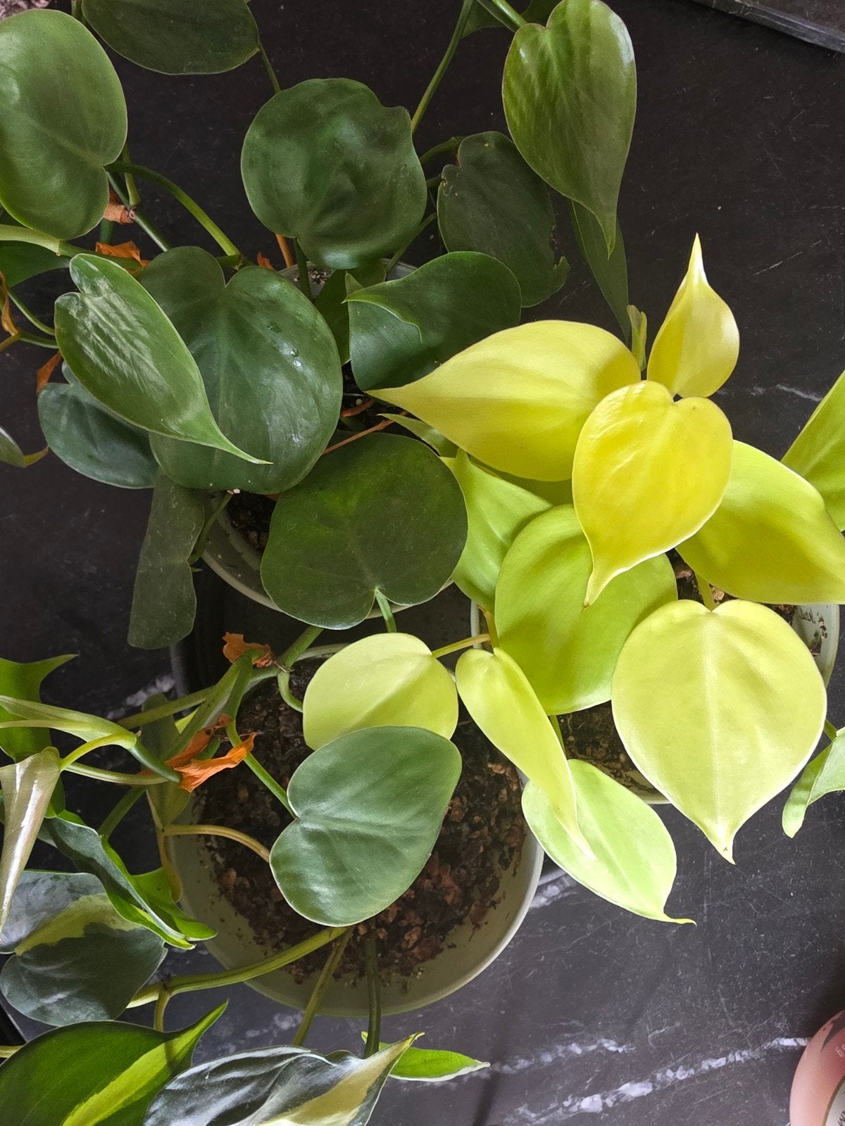 Diverse Philodendron planten te koop ( 3 voor 10), Ophalen, Vaste plant, Bloeit niet, Halfschaduw