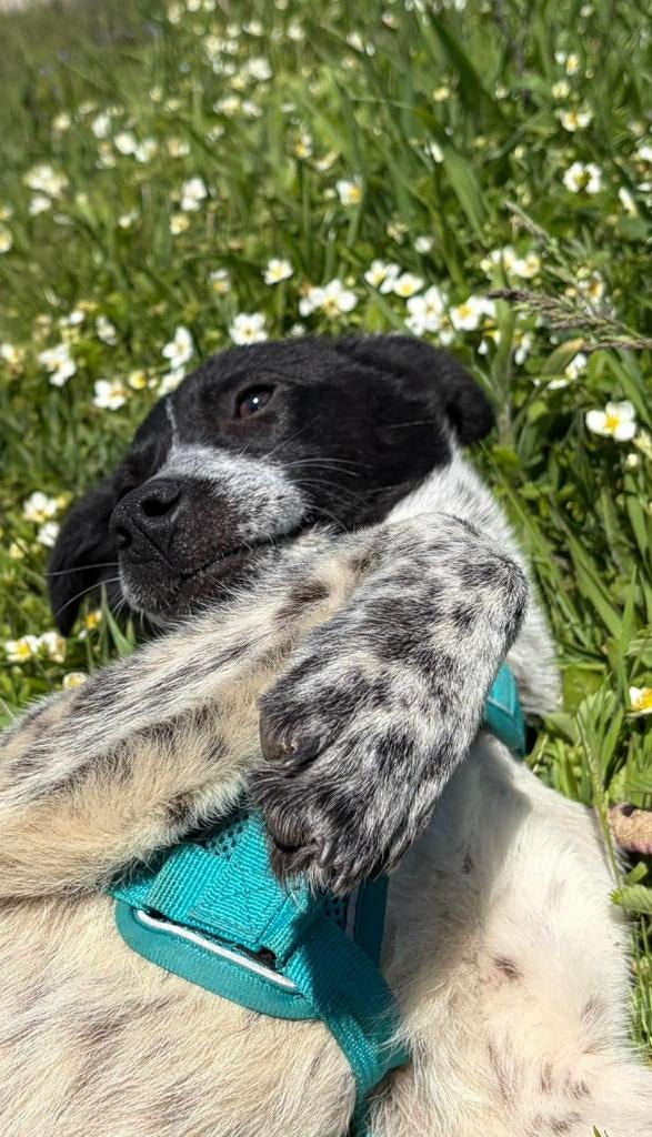 Lief en sociaal puppyreutje Toby zoekt een warm thuis, Dieren en Toebehoren, Honden | Niet-rashonden, Particulier, 15 weken tot 1 jaar