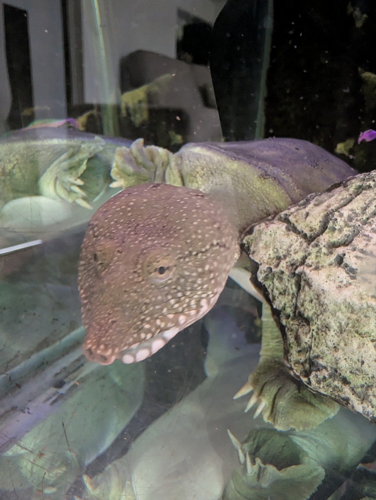 Chinese Softshell Turtle Turtle photo 2