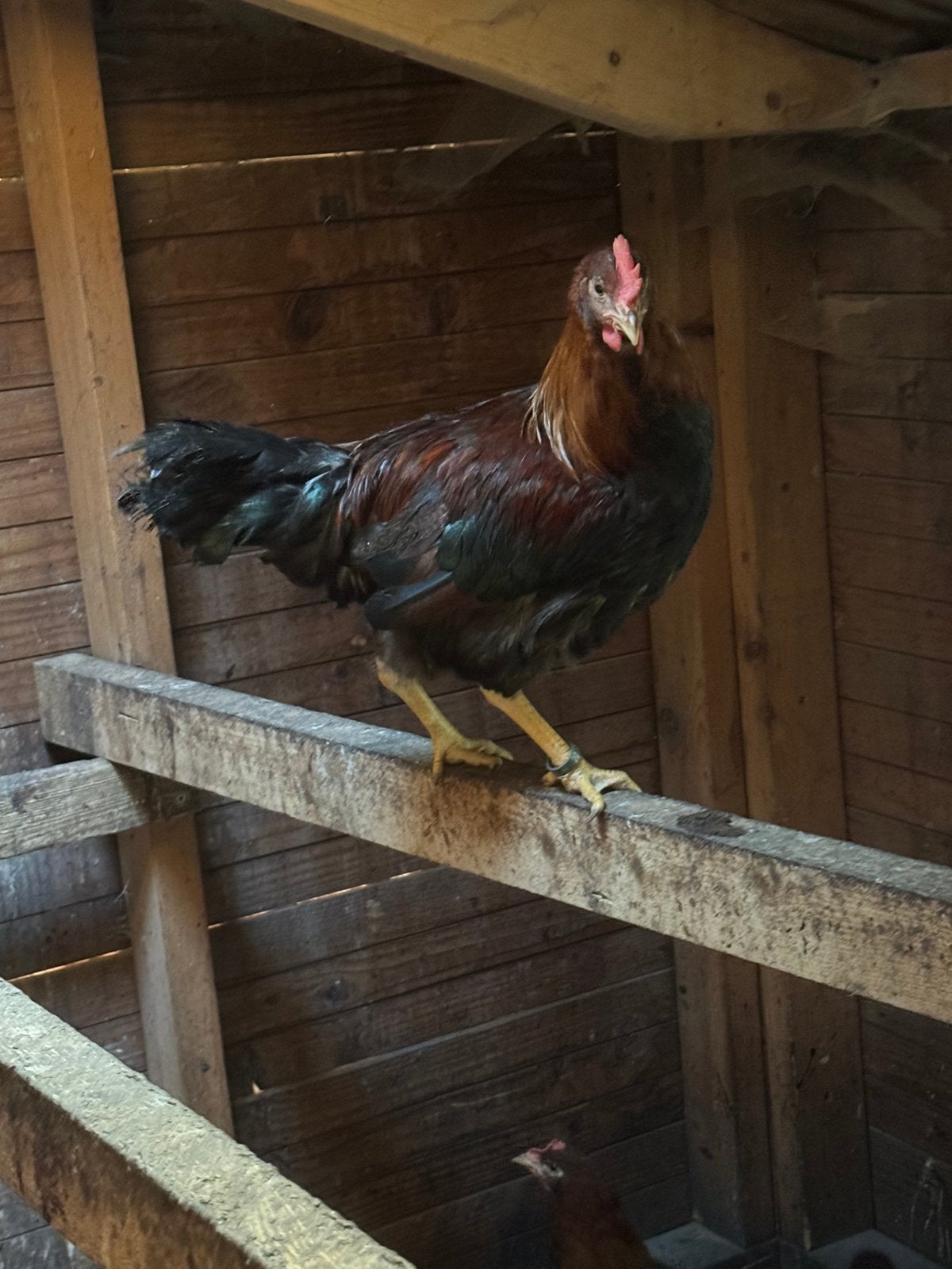 Welsumer haan groot soort, Dieren en Toebehoren, Pluimvee, Mannelijk, Kip