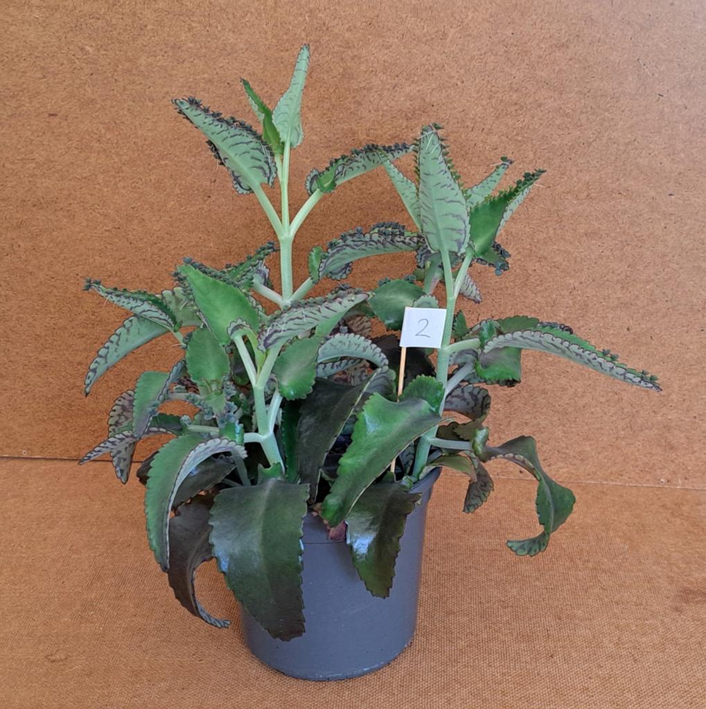 Kalanchoë diagremontiana (mother of thousands, bommenwerper), Huis en Inrichting, Kamerplanten, Ophalen, Halfschaduw, Minder dan 100 cm
