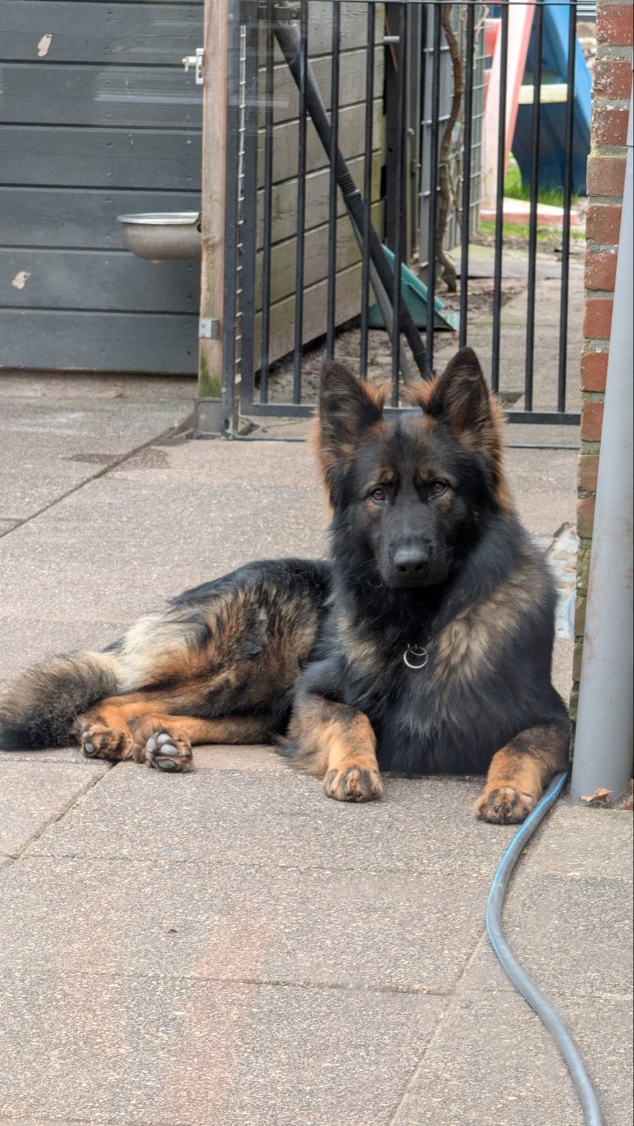 Dekreu, Dieren en Toebehoren, Honden | Herdershonden en Veedrijvers, Reu, 1 tot 2 jaar, Parvo, Eén hond