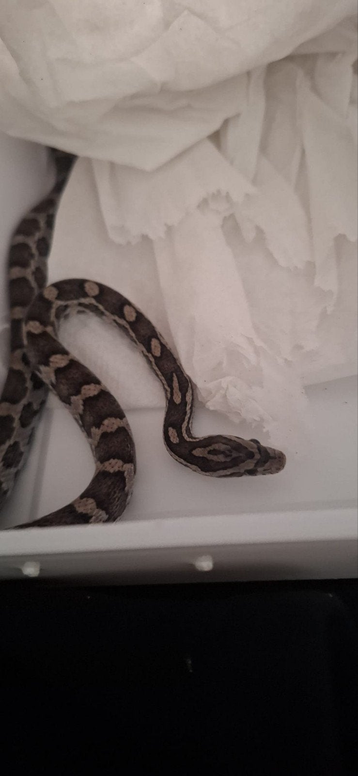 Raten slang met terarium en vulling, Ophalen