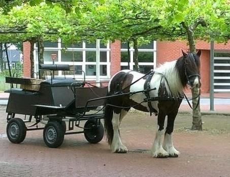 Menwagen  met tuig voor grote pony of paard, Dieren en Toebehoren, Ophalen, Zo goed als nieuw, Recreatie