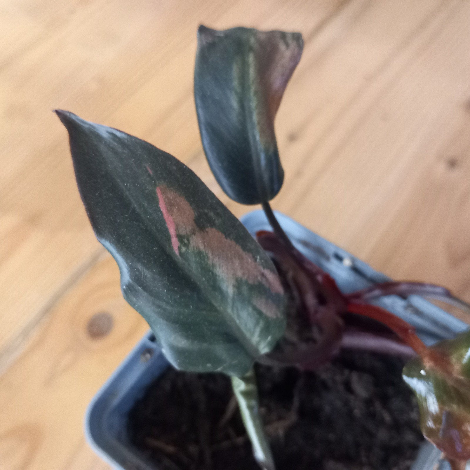 philodendron pink Princess stek nr 91, Ophalen of Verzenden, Halfschaduw, Minder dan 100 cm