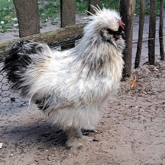 Blonde zijdehoen - gratis, Dieren en Toebehoren, Mannelijk, Kip