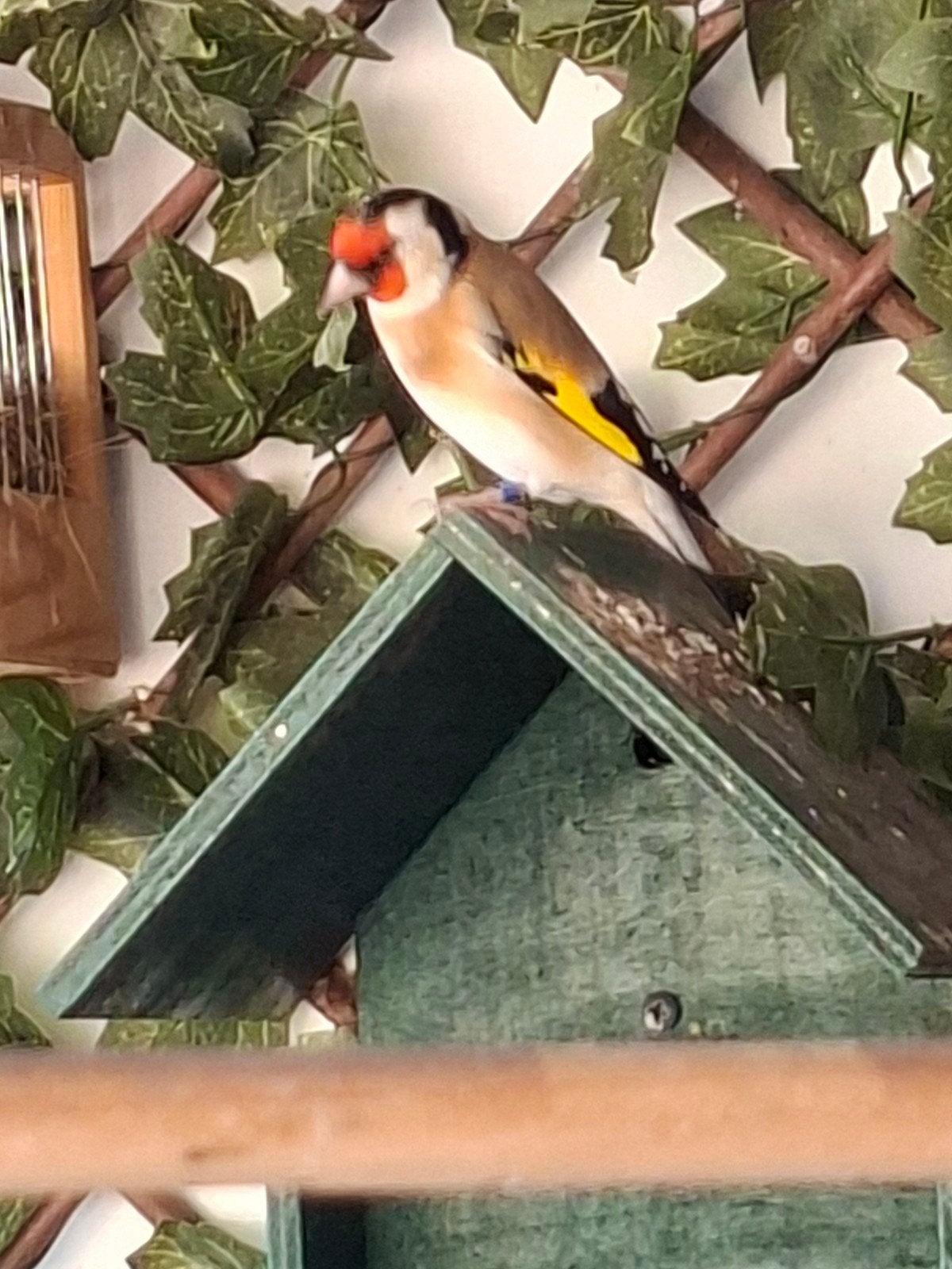 Major putters, Meerdere dieren, Wildzangvogel, Geringd
