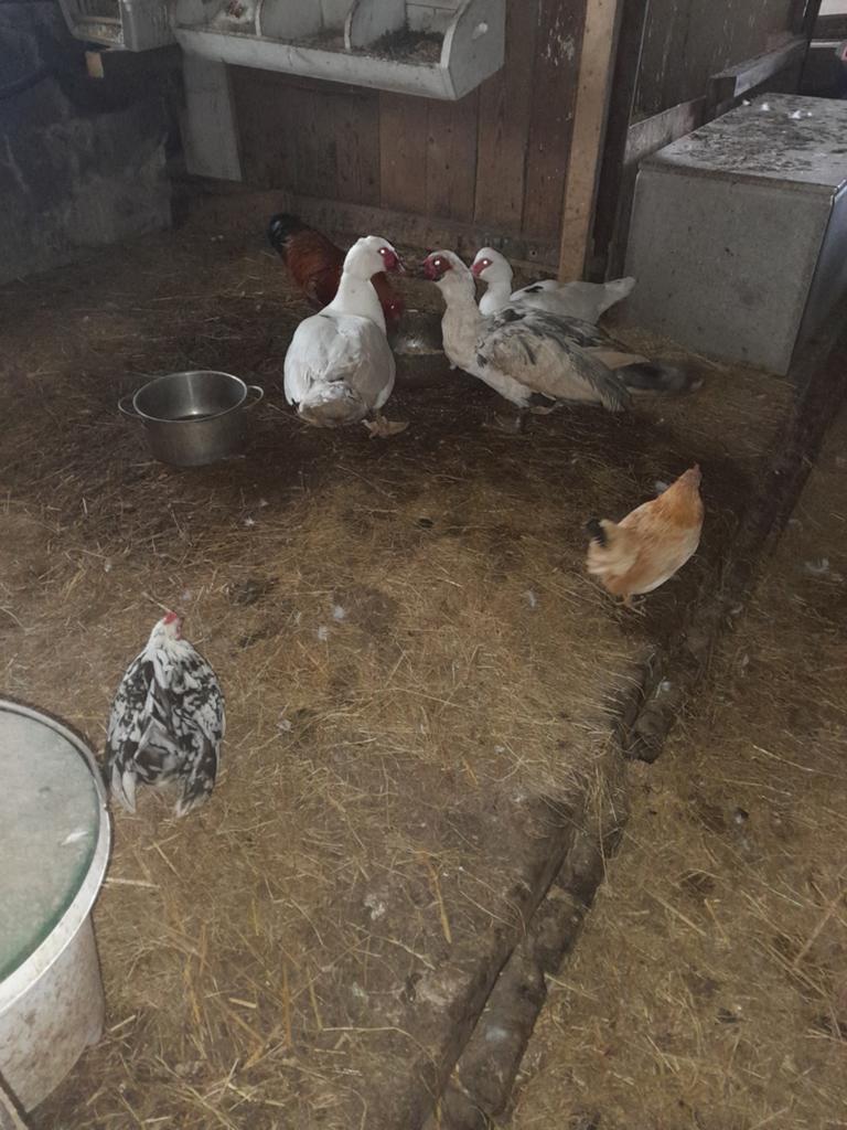Ganzen, eenden, kippen, hanen, kuikens, konijnen, Dieren en Toebehoren, Meerdere dieren, Kip