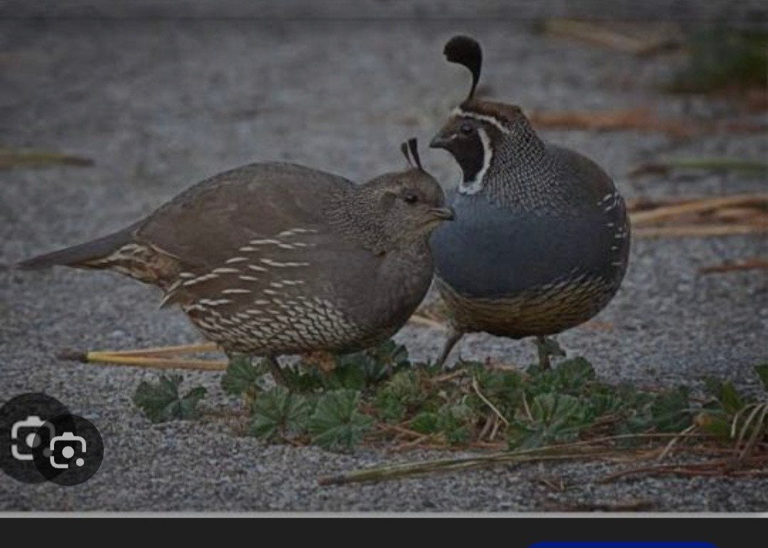 californische kuif kwartel, Dieren en Toebehoren, Pluimvee, Meerdere dieren, Overige soorten