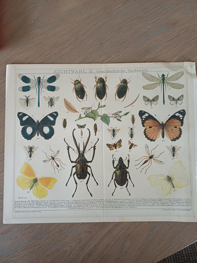 Antieke Entomologie Print - Insecten Illustratie, Antiek en Kunst, Ophalen of Verzenden
