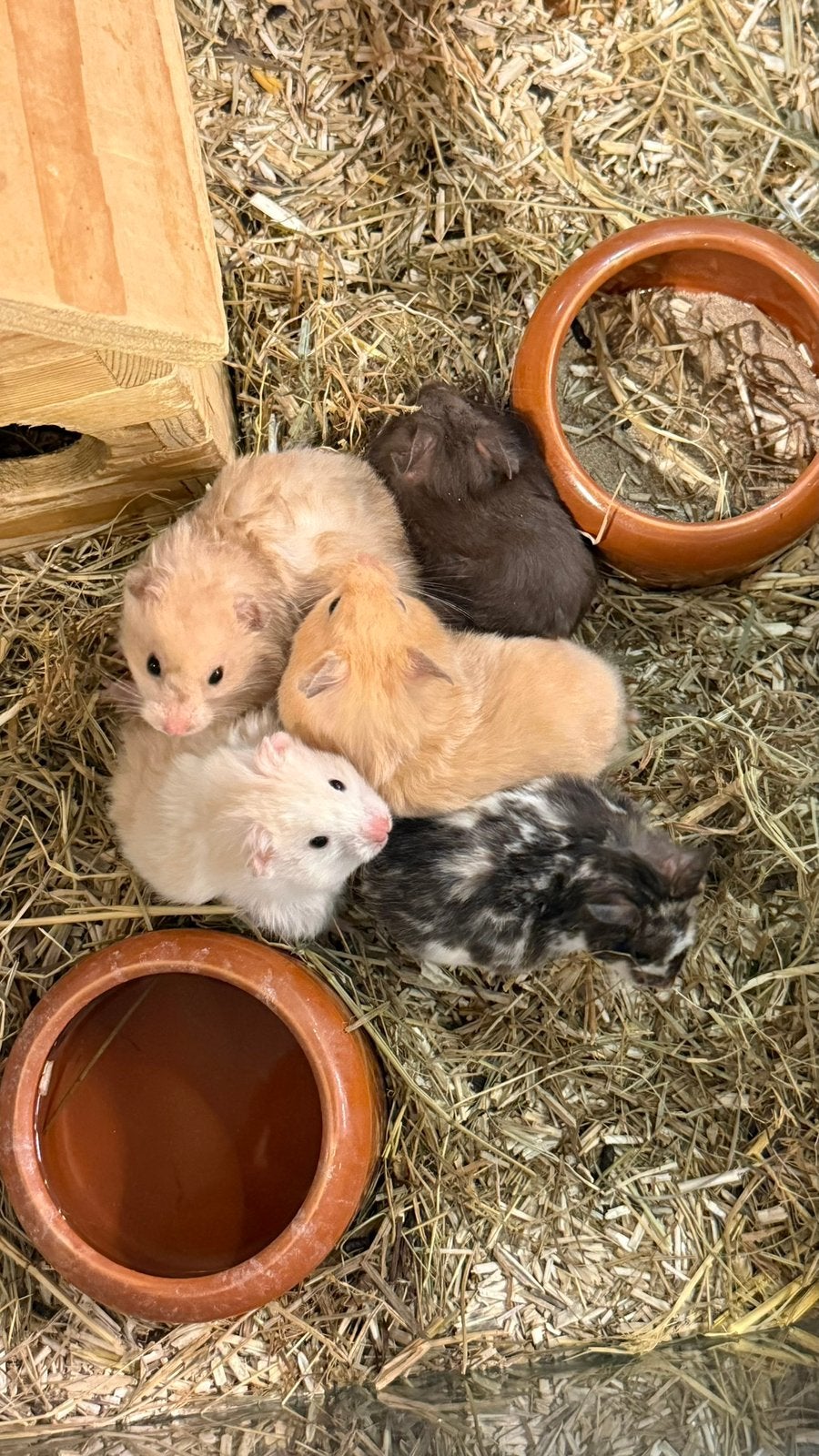 Hamsters, Dieren en Toebehoren, Knaagdieren, Mannelijk, Hamster, April, Tam