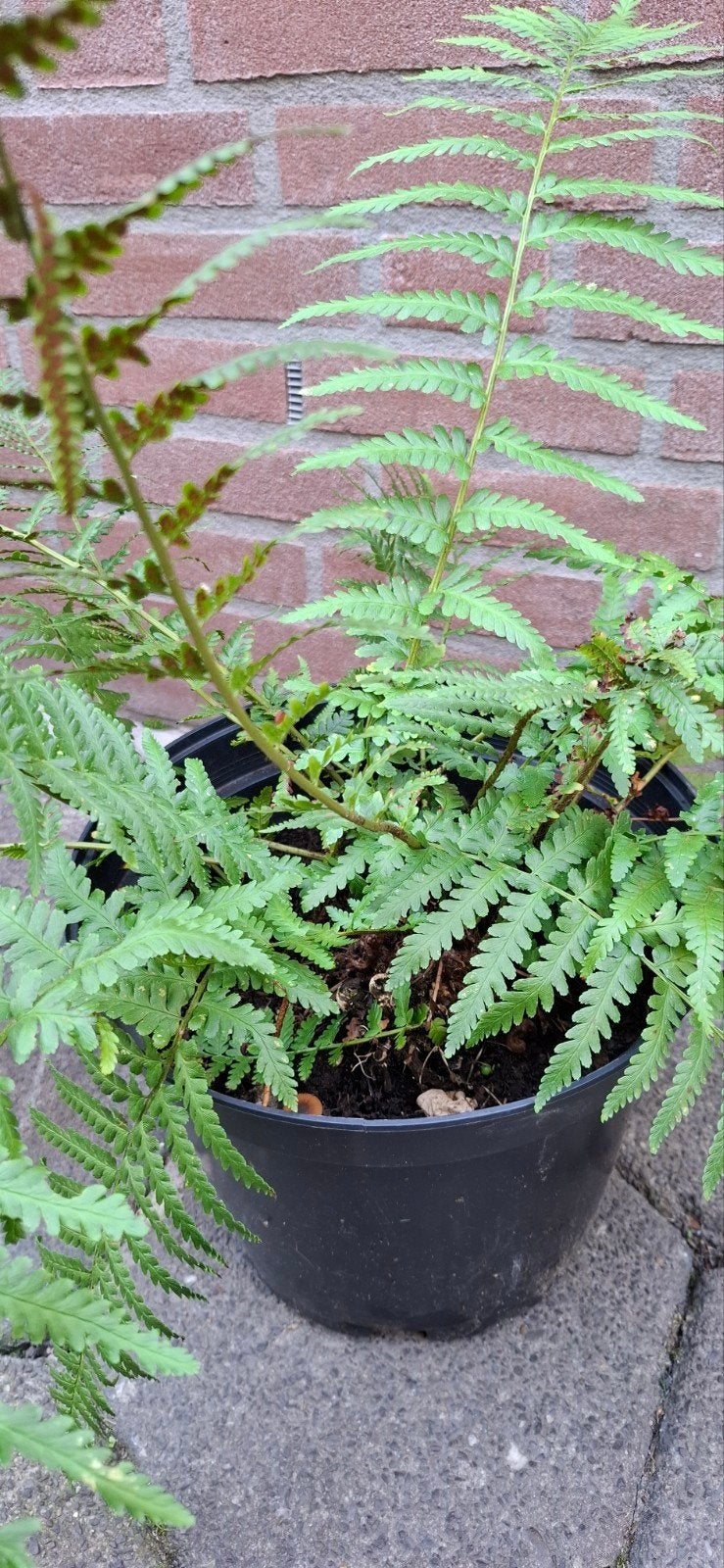 Mooie Varen in pot - Ideaal voor schaduwrijke plekken, Tuin en Terras, Vaste plant, Varens, Ophalen of Verzenden, Bloeit niet
