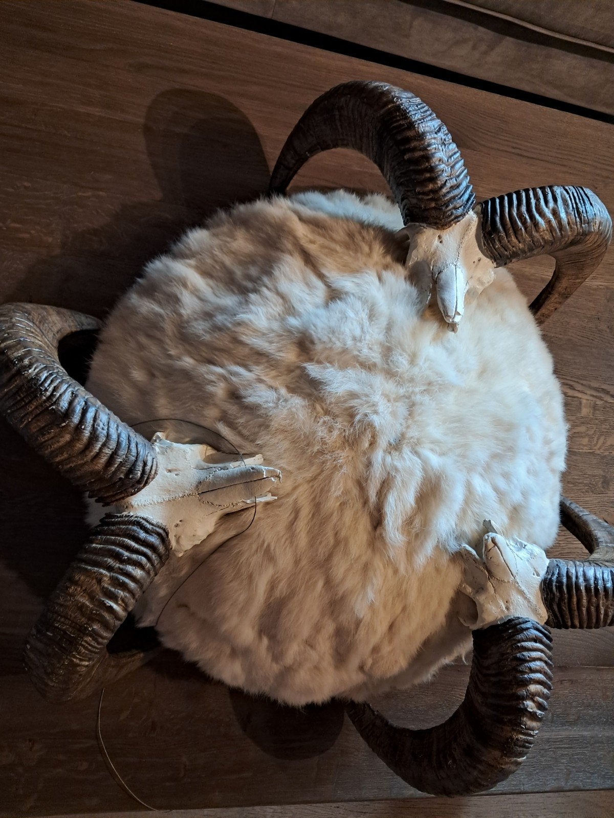 Plafondlamp met ram schedels VOOR € 425, Ophalen, Gebruikt, Overige materialen