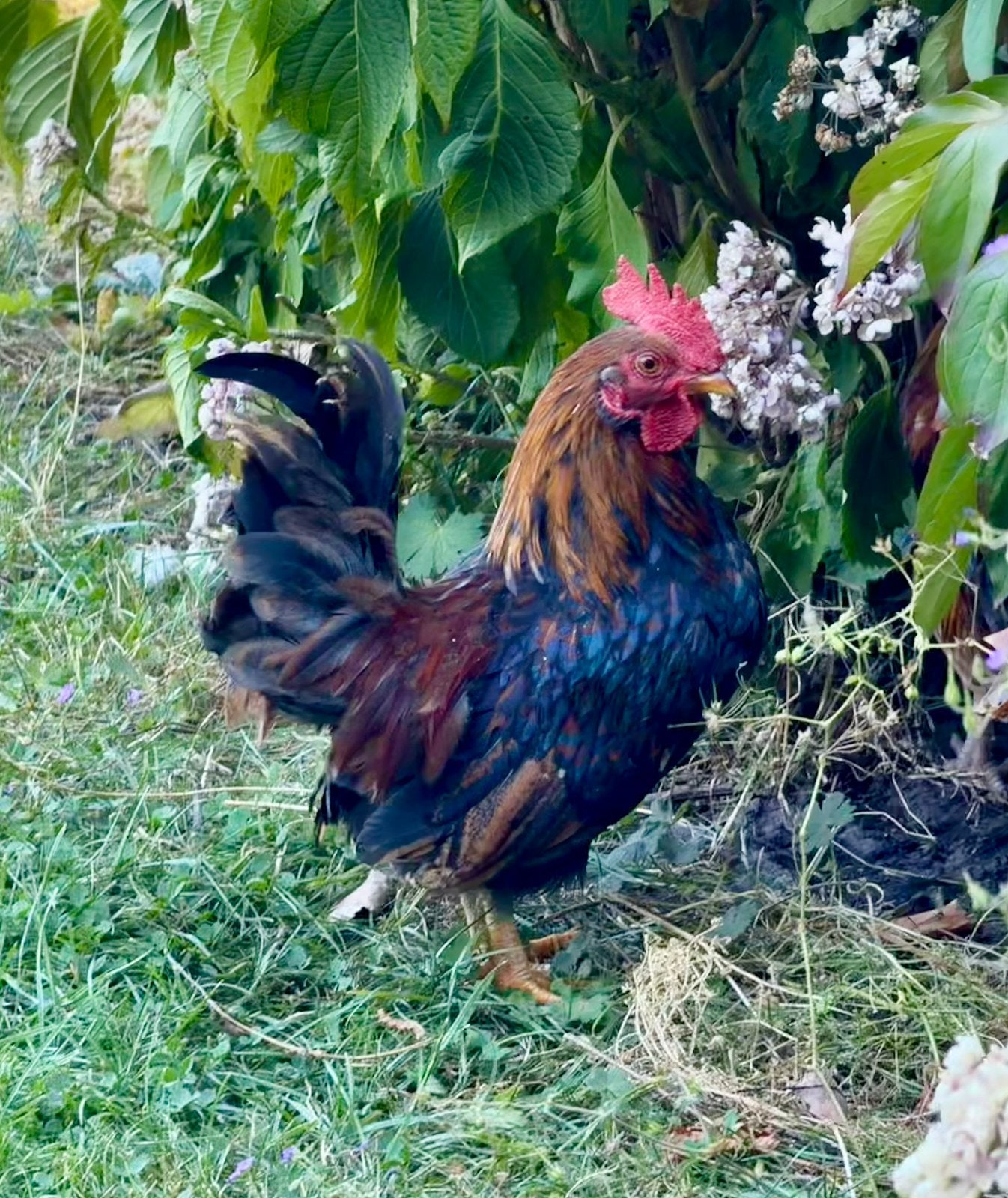 Prachtige jonge krielhaan GRATIS AFHALEN, Mannelijk, Kip