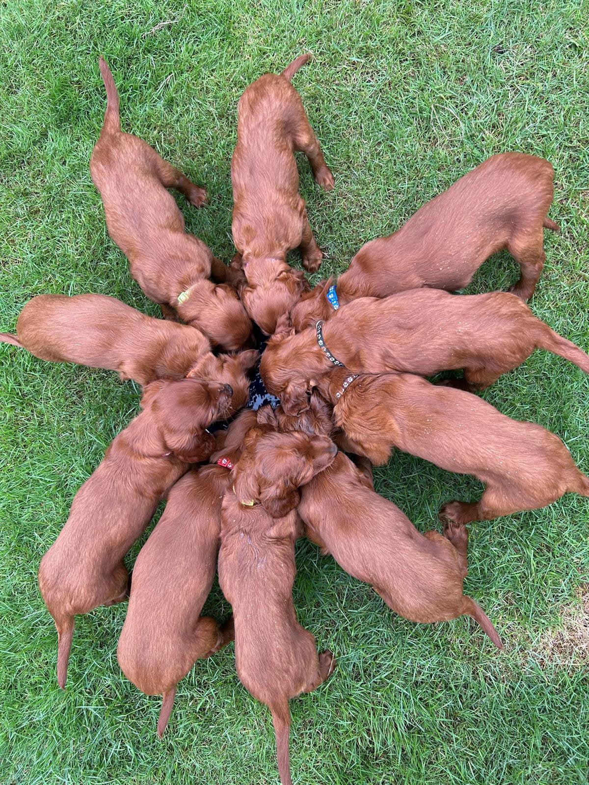 Ierse Setter pups met stamboom, Dieren en Toebehoren, HCC (leverziekte), 8 tot 15 weken, Meerdere, Meerdere dieren