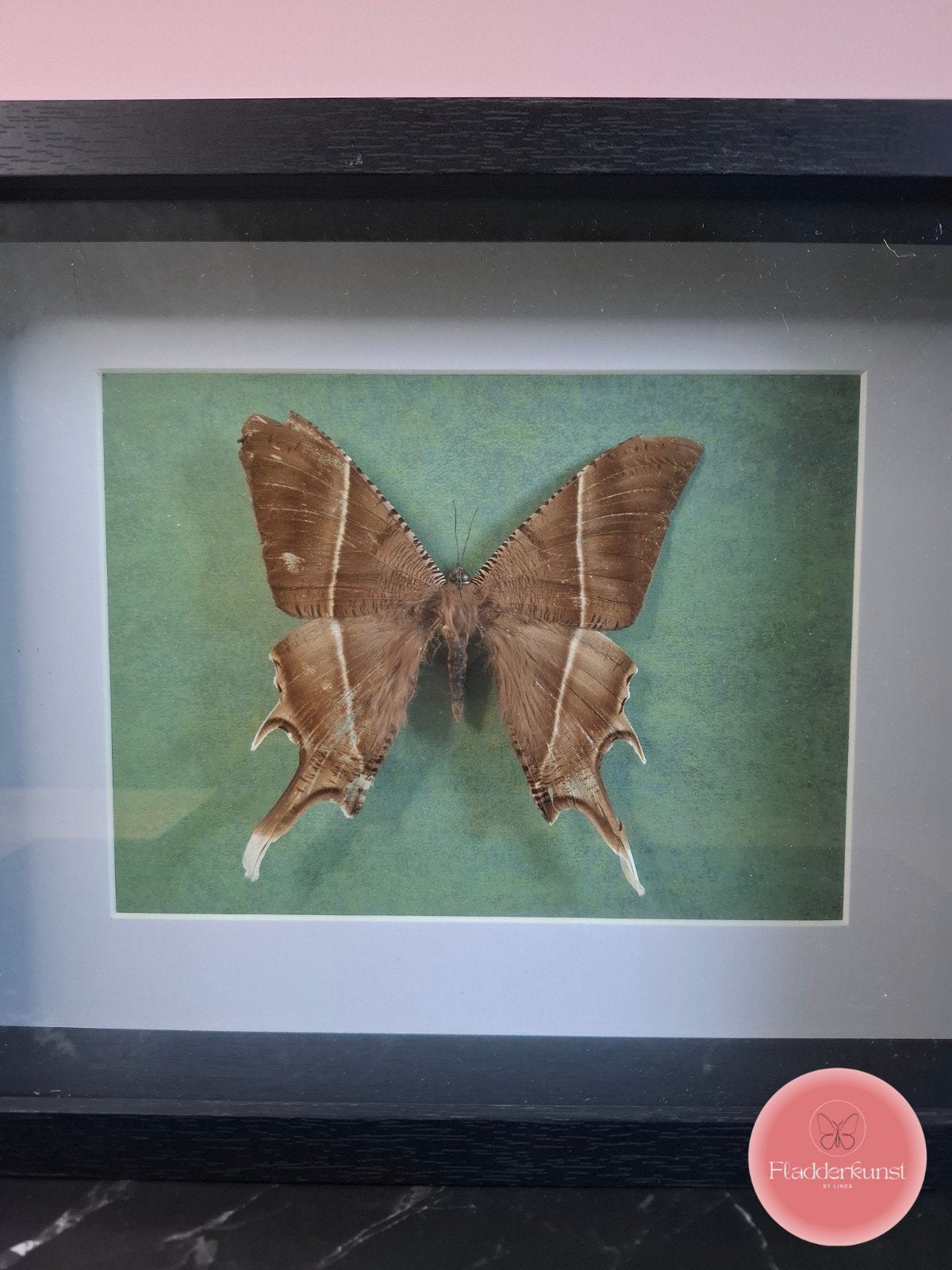 Vlinder in glazen lijst, Ophalen of Verzenden, Nieuw, Insect, Opgezet dier