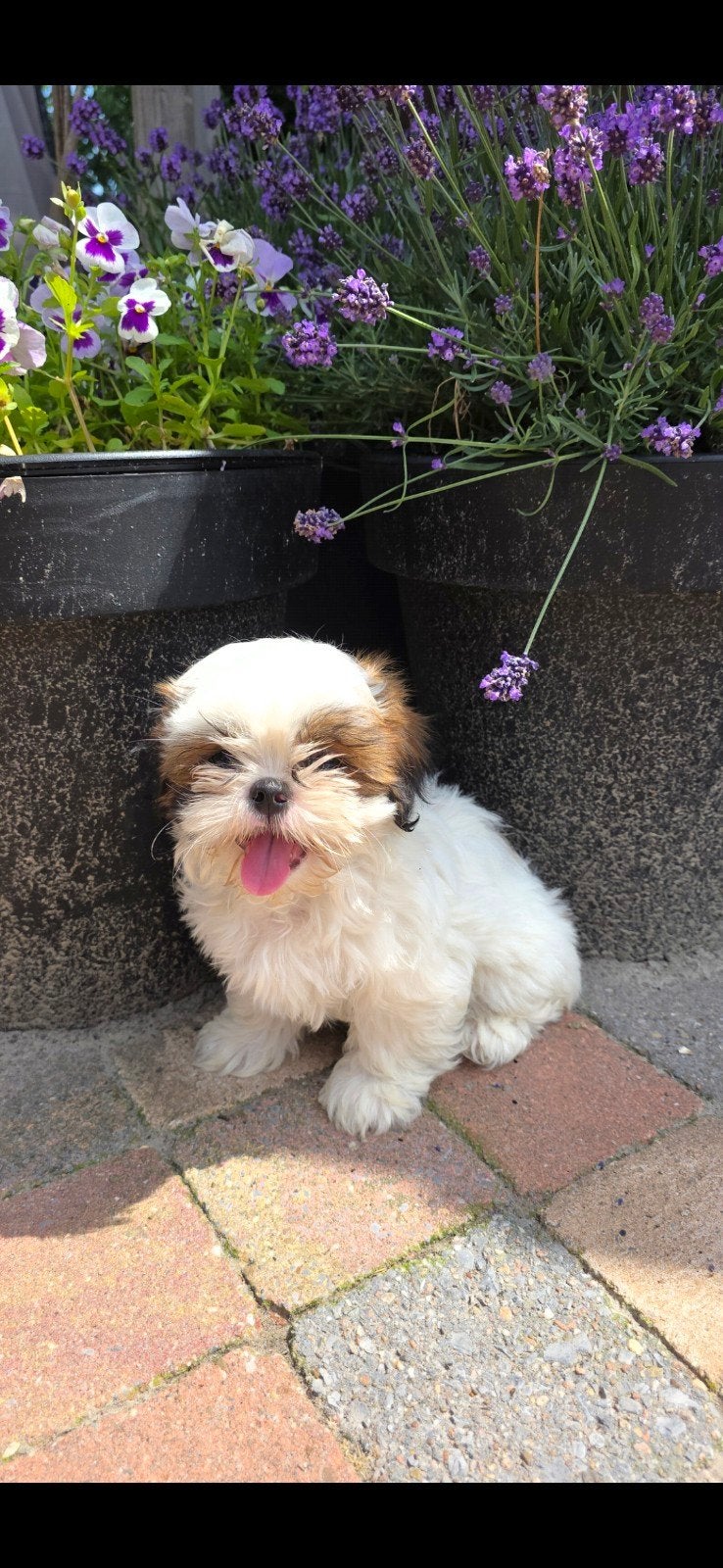 Boomer pups 2x reutje shih tzu x boomer, Dieren en Toebehoren, Honden | Chihuahua's en Gezelschapshonden, Parvo, 8 tot 15 weken