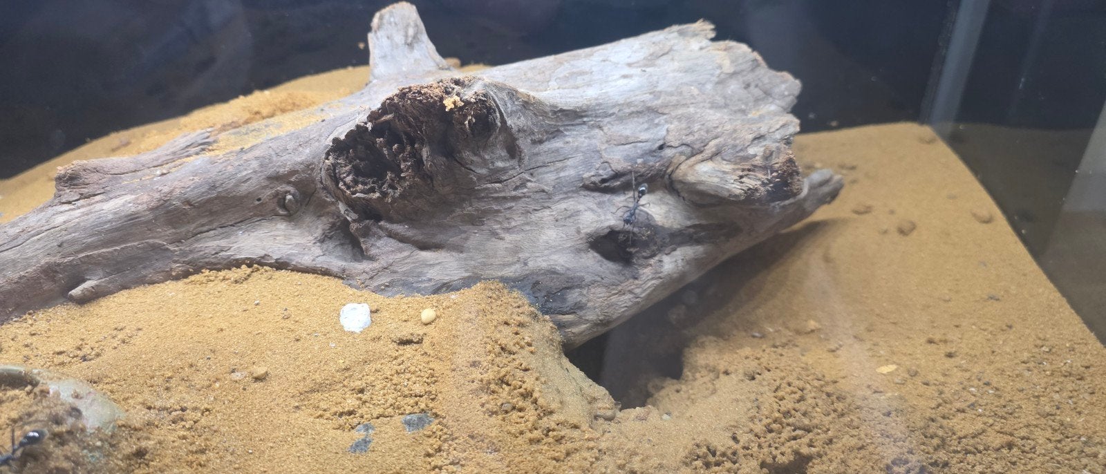 Myrmecia Pyriformis nest, Mieren