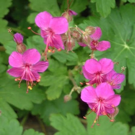 Mooie soorten wintervaste geranium (ooievaarsbek) in pot!, Tuin en Terras, Ophalen of Verzenden, Overige soorten, Volle zon