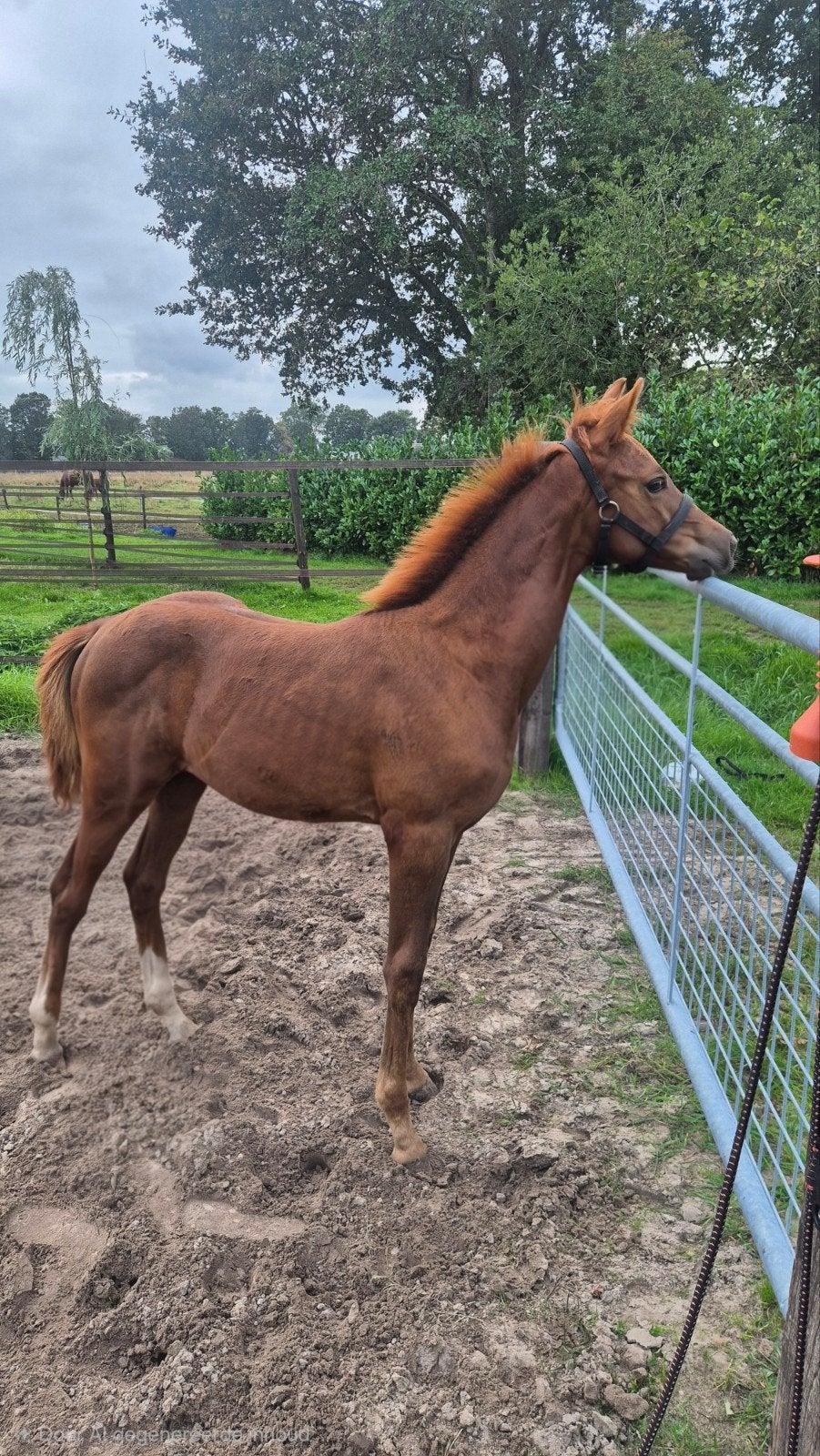 Prachtig merrieveulen v Pjethro x Dayano, Merrie, Met stamboom, Dressuurpaard, 0 tot 2 jaar