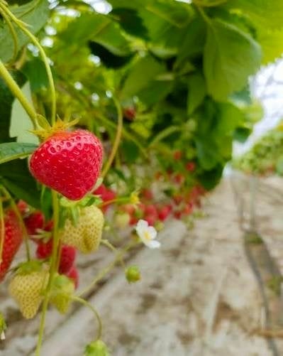 Aardbeien planten - per 6- Aardbeien - Fruit - Voedselbos, Tuin en Terras, Planten | Tuinplanten, Volle zon, Vaste plant, Ophalen of Verzenden