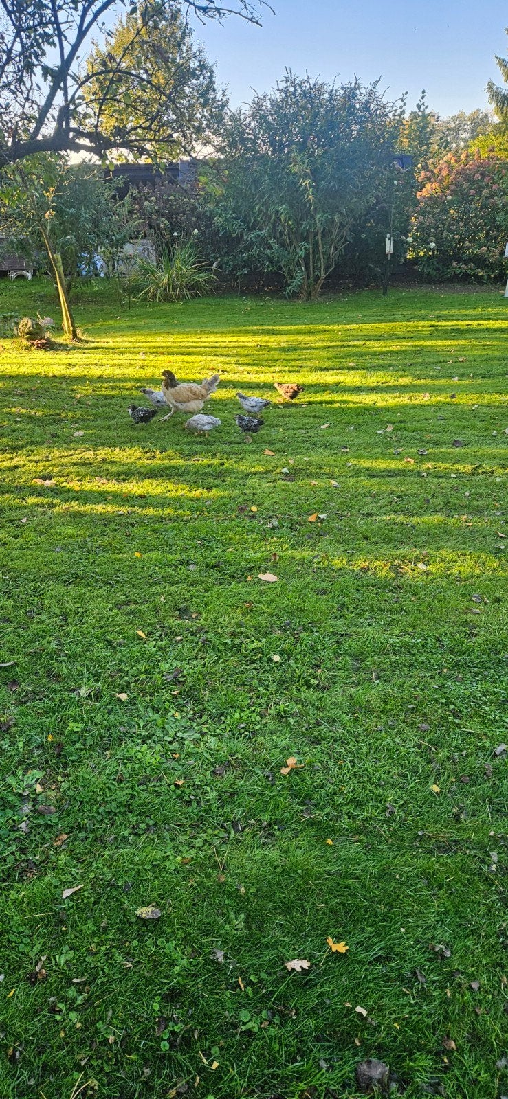 kuikens boerderij kippen, Meerdere dieren, Kip