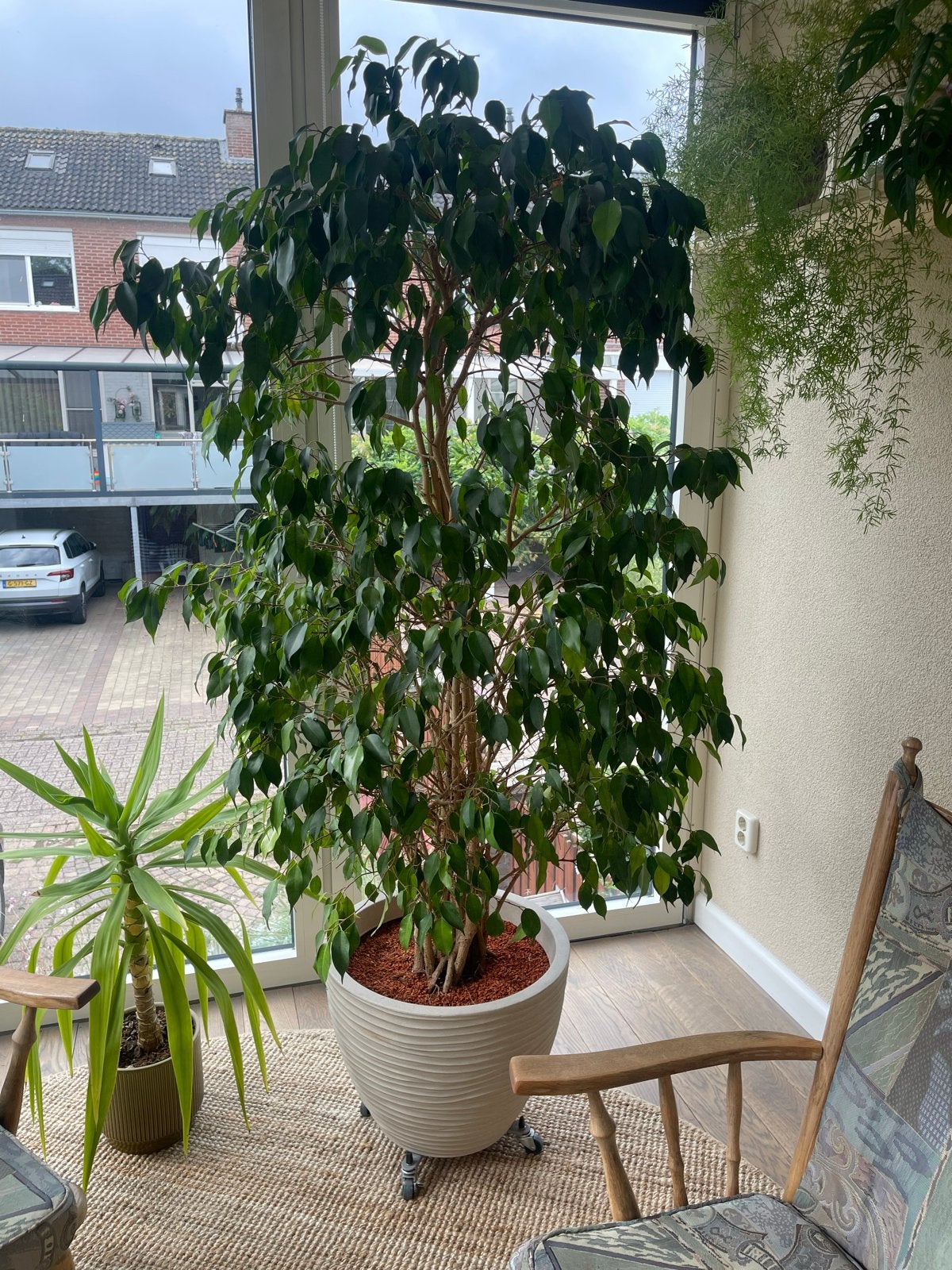 Grote Benjamin Ficus (190 cm) met pot en Seramis substraat, Huis en Inrichting, Kamerplanten, Ophalen, Ficus, Halfschaduw, In pot