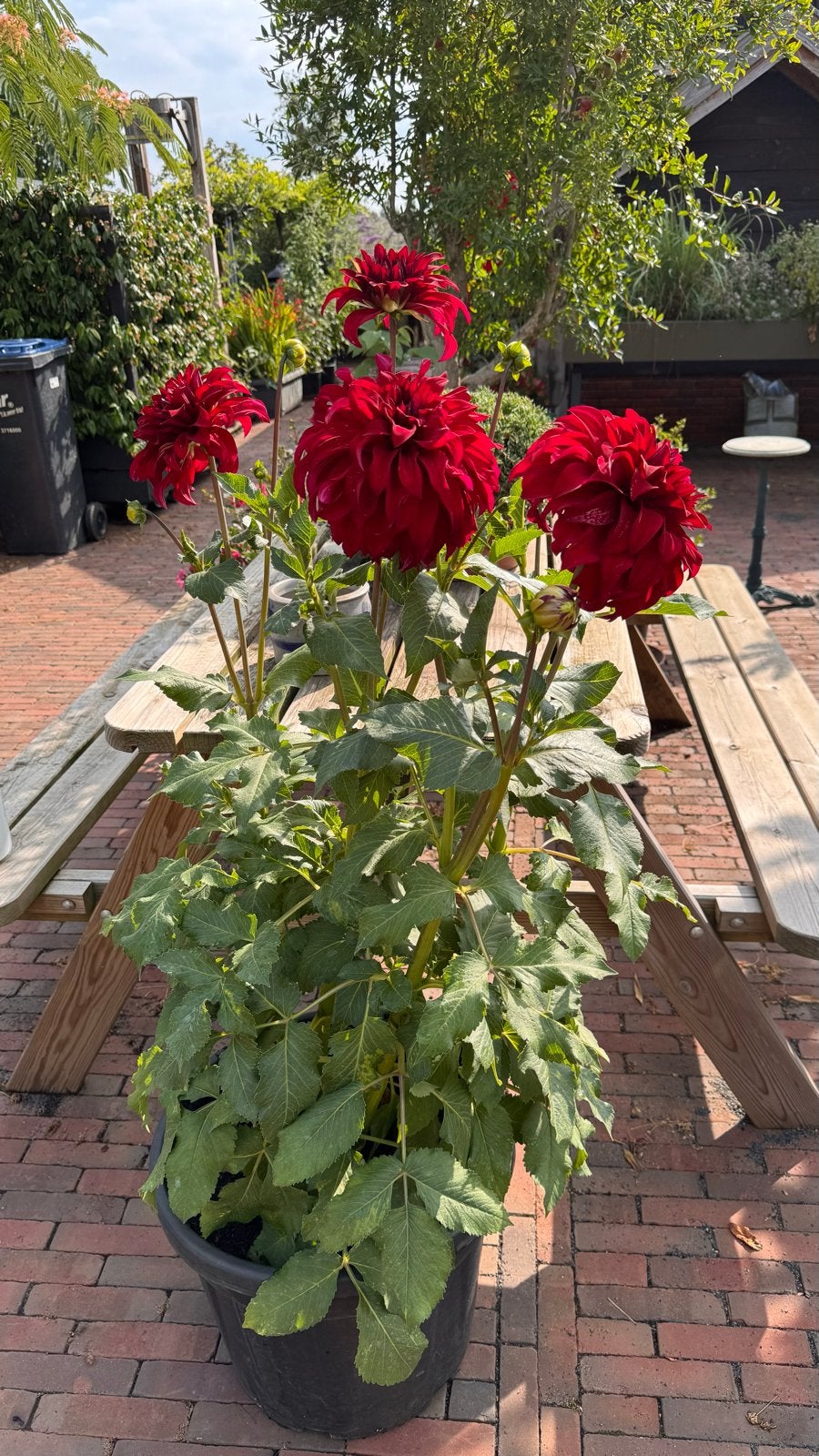 Dahlia Bohemian Spartacus in pot (15 of 50 liter), Volle zon, Vaste plant, Zomer, Ophalen