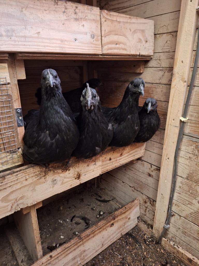 Broedeieren ayam cemani, Dieren en Toebehoren, Pluimvee, Geslacht onbekend, Kip