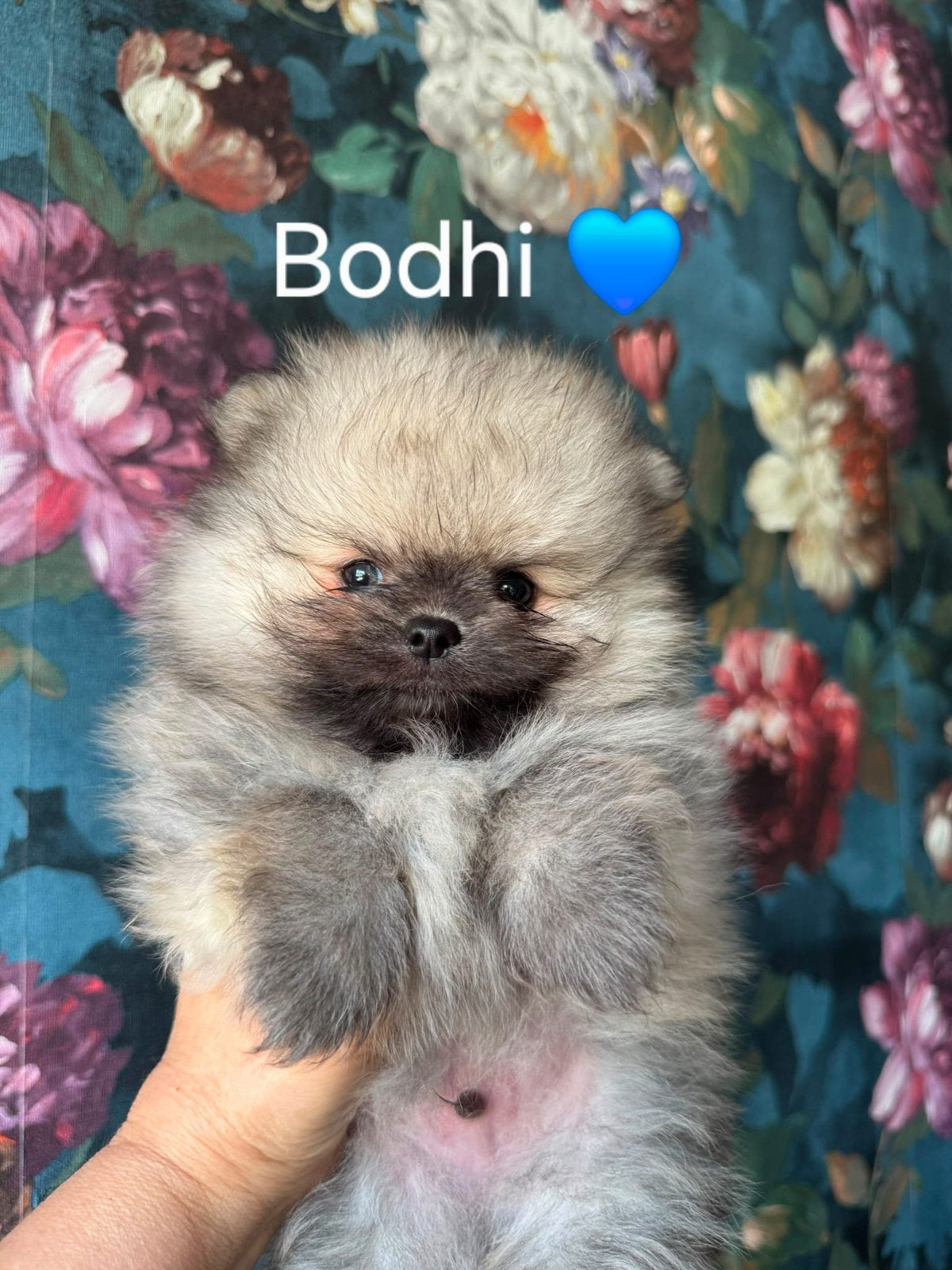 Practige pomeranian-pomeriaan pups, Dieren en Toebehoren, Parvo, Keeshond, 8 tot 15 weken, Meerdere