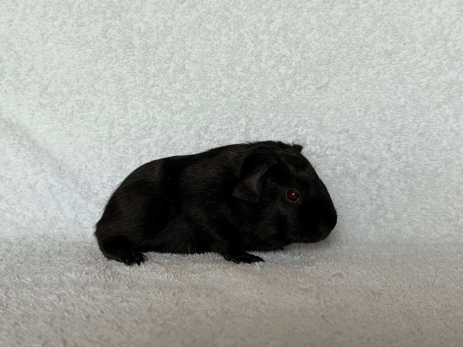 Zwart gladhaar cavia beertje, Juni, Mannelijk, Cavia