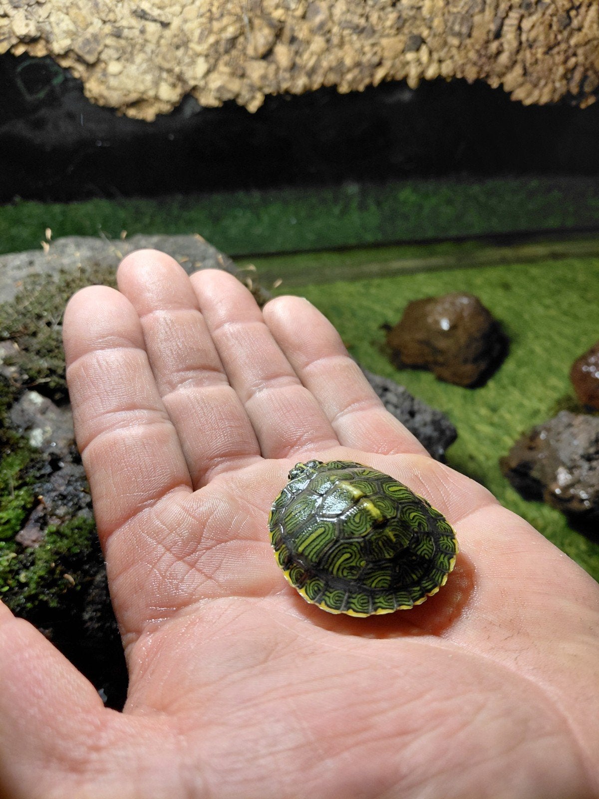 jonge schildpad  laatste 2, Schildpad, 0 tot 2 jaar