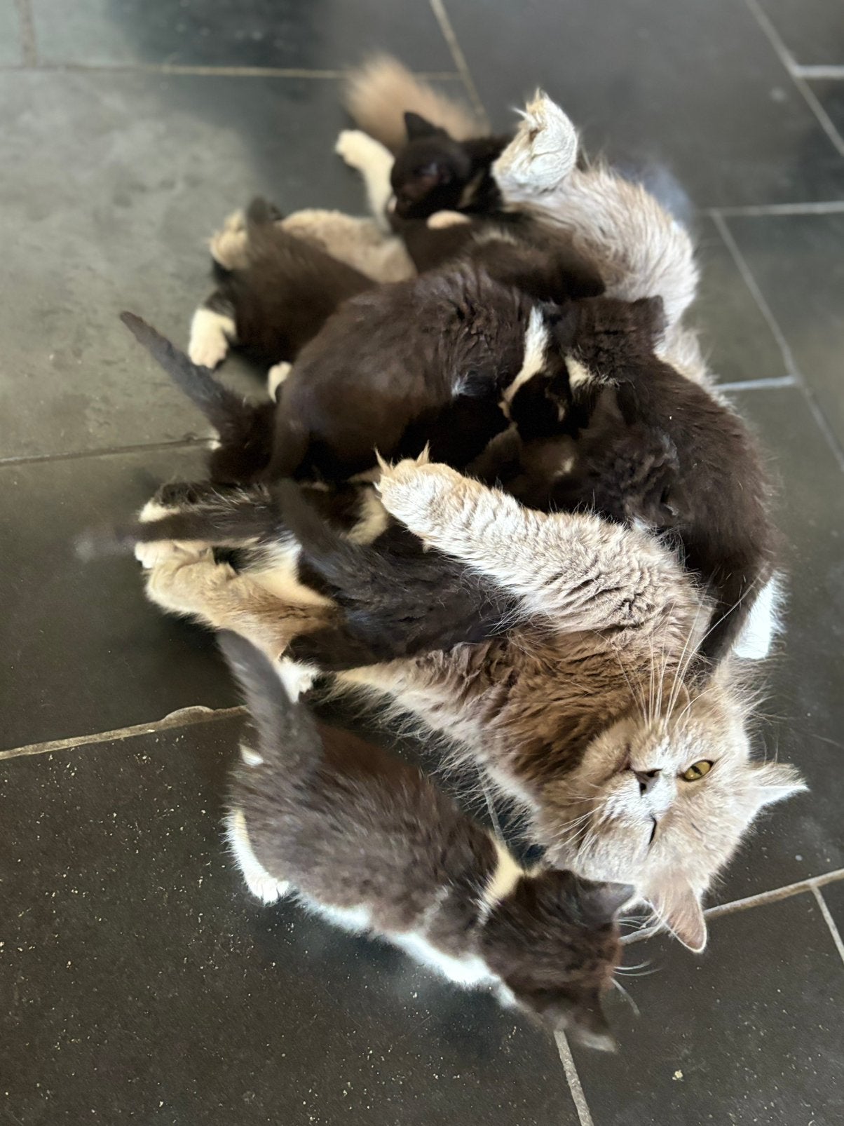 Britse langhaar x Europese korthaar kittens, Meerdere dieren, Ontwormd, 0 tot 2 jaar