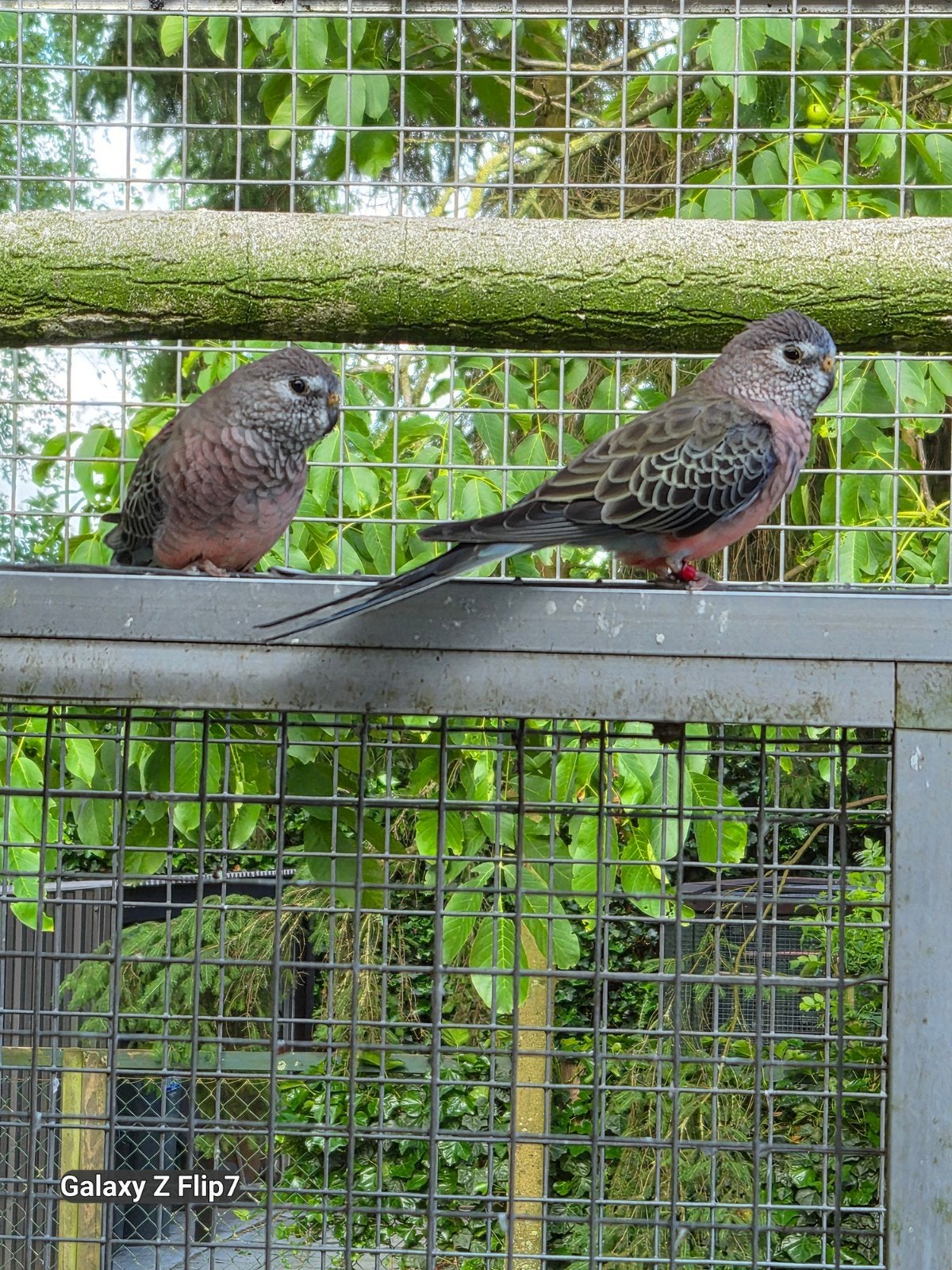 Bourkes en splendid parkiet, Dieren en Toebehoren, Vogels | Parkieten en Papegaaien, Meerdere dieren, Parkiet