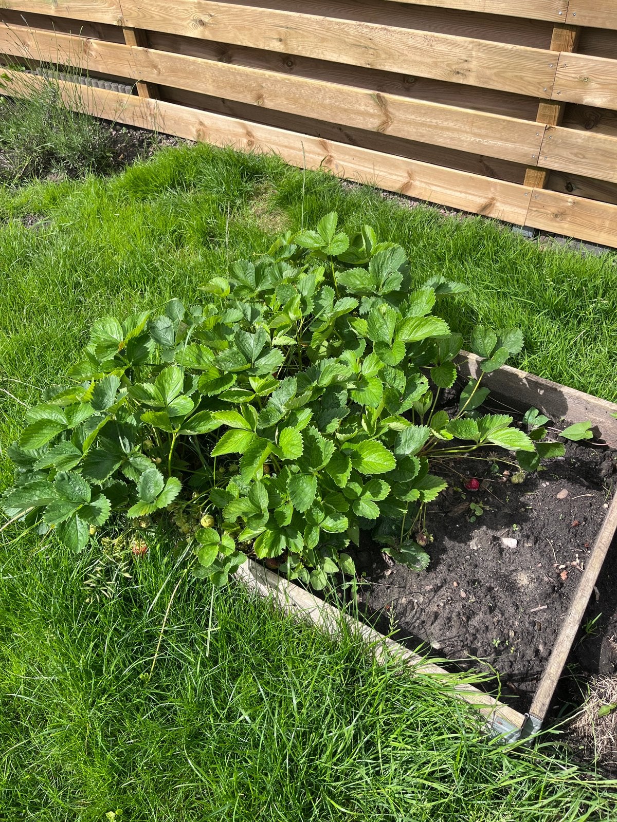 Gratis aardbeiplanten, Ophalen, Overige soorten, Volle zon