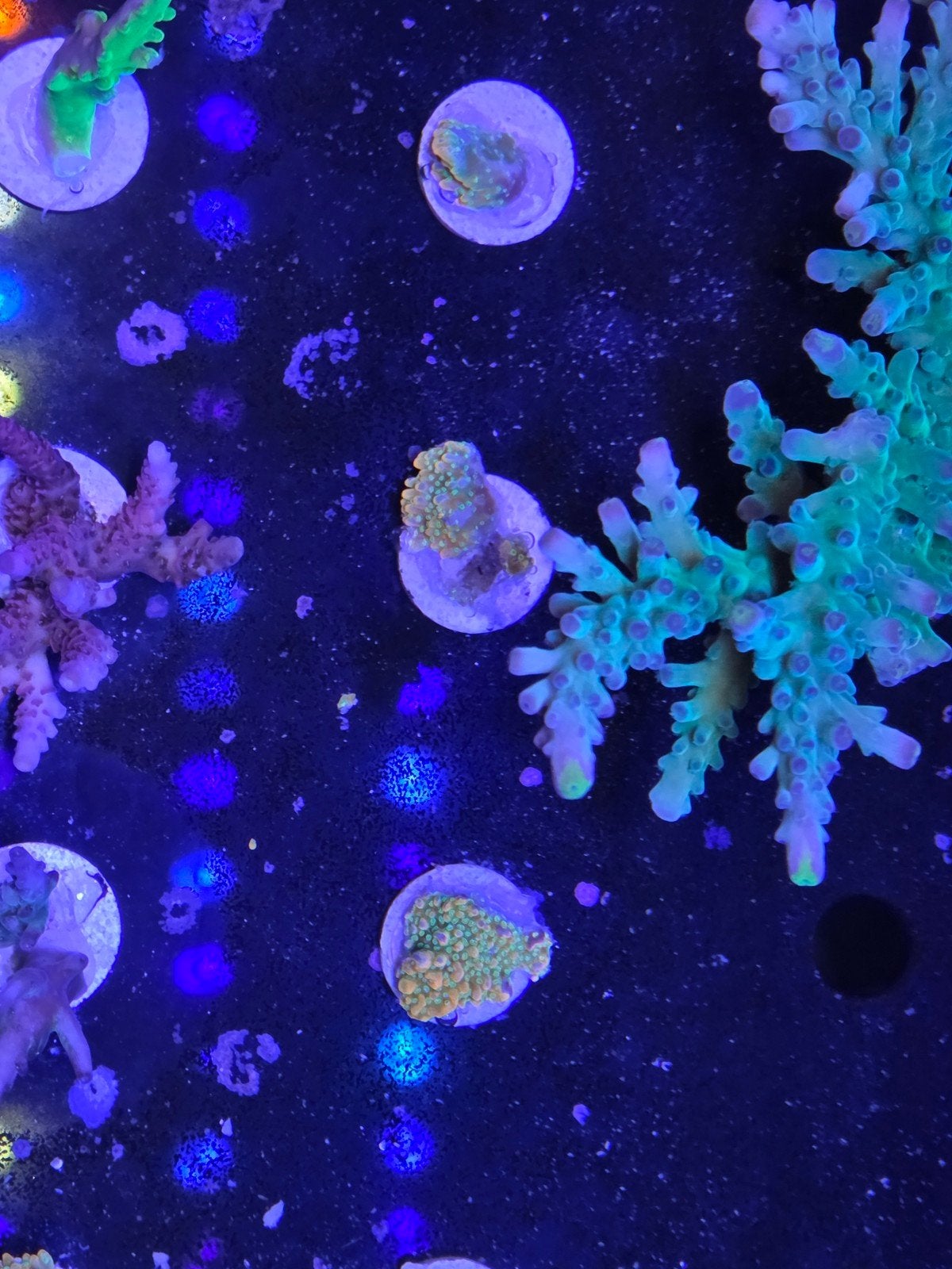 Speciale Montipora soortjes