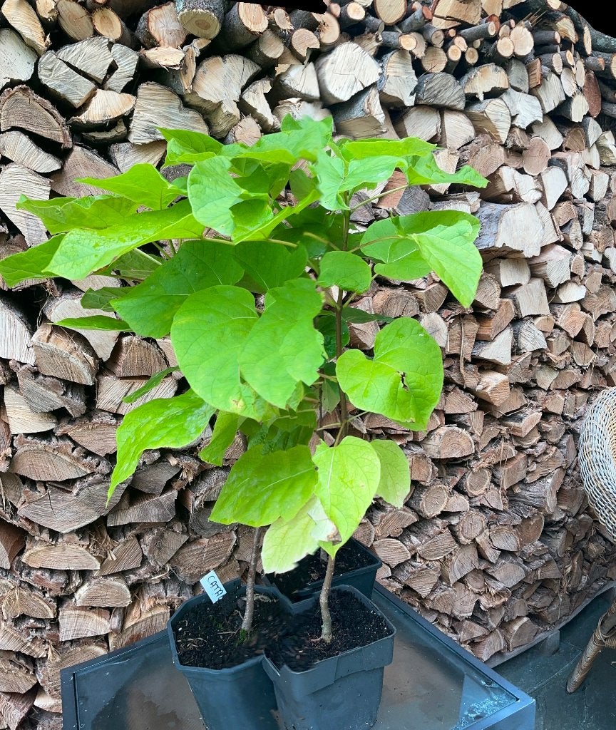 Catalpa trompetboom Paul’s Plantjes, Overige soorten, Minder dan 100 cm, Zomer, Ophalen