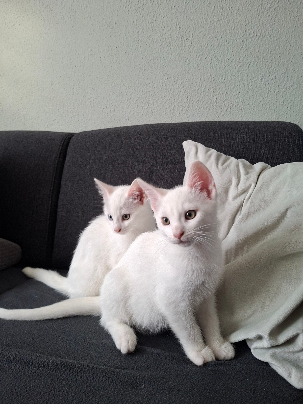 Leuke speelse Witte kittens, Dieren en Toebehoren, 0 tot 2 jaar