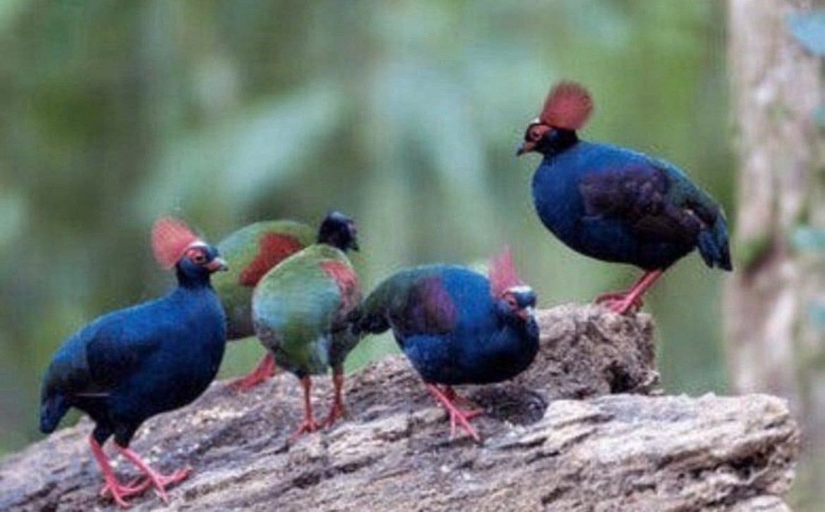 Prachtige koppeltjes roul roul roulroul, Dieren en Toebehoren, Meerdere dieren, Eend