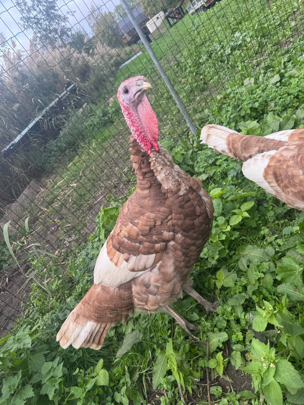 2 kalkoen hanen te koop, Dieren en Toebehoren